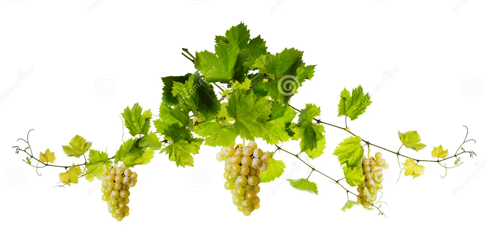 feuille_de_vigne.PNG