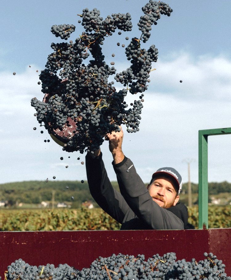 vendange.jpg
